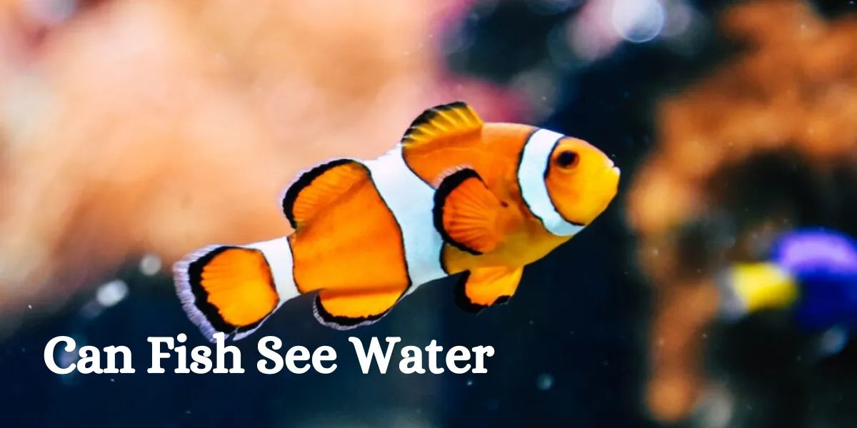 can fish see water (1